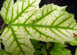 Iron Chlorosis leaf close up