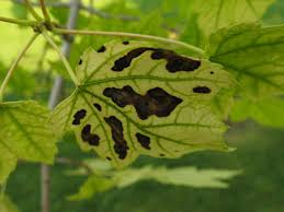 Iron Chlorosis leaf close up with browning leaves. 