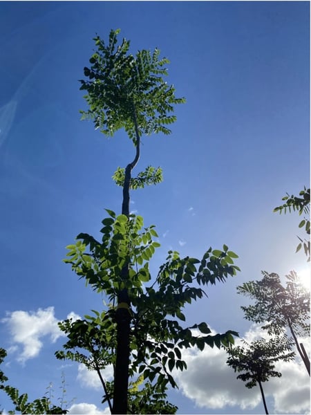 Kentucky Coffeetree 1