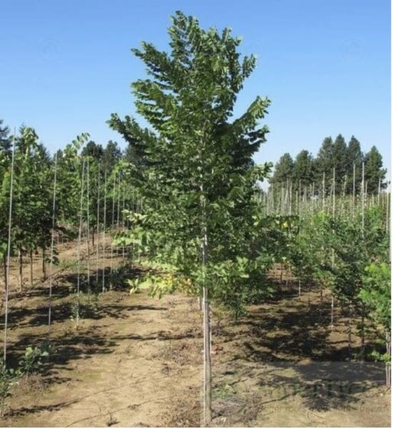 Kentucky Coffeetree 2