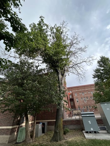 Kentucky Yellowwood 