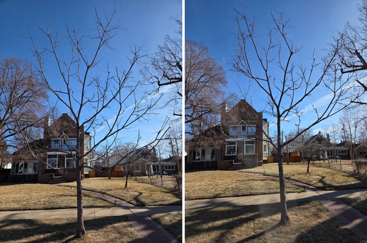 Kentucky_Coffeetree_1_Before_and_After