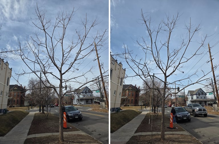 Kentucky_Coffeetree_2_Before_and_After