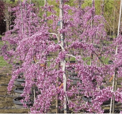 Lavendar Twist Redbud