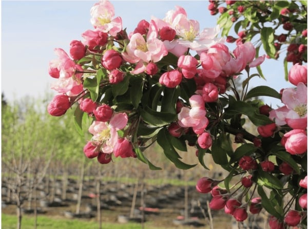 Marilee® Crabapple sproutfreeTM