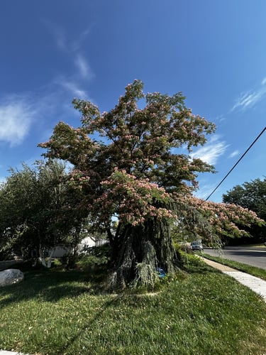 Mimosa Tree- Albizia