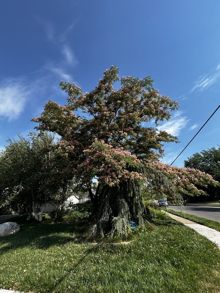 Mimosa Tree- Albizia