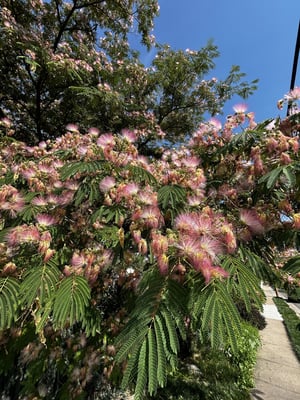 Mimosa Tree- Albizia Close up