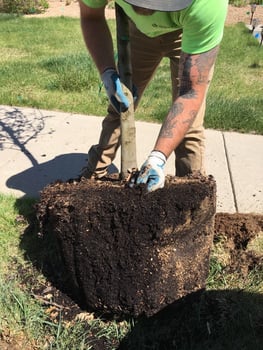 Looking at a healthy air pot Root Ball