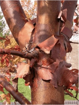Paperbark Maple