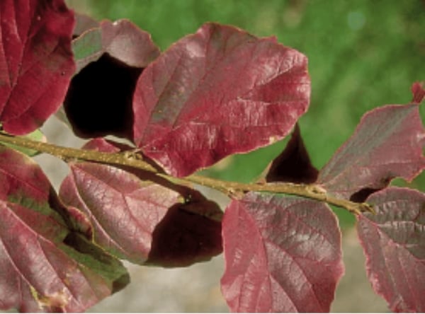 Persian Ironwood leaves