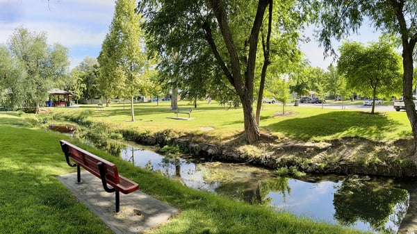 Park scene featuring a healthy mix of trees for a variety of tree goals