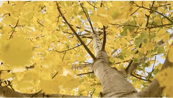 Quaking Aspen
