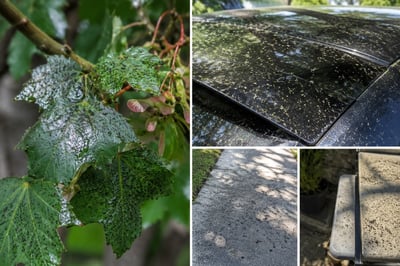 R honeydew on trees, cars, sidewalk