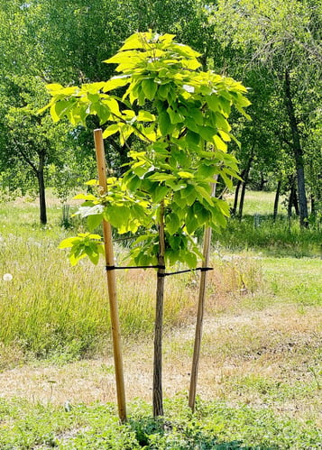 Staked tree
