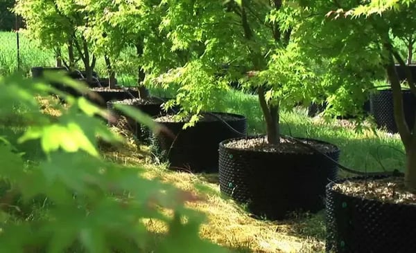Trees growing in air pots at SuperTrees nursery