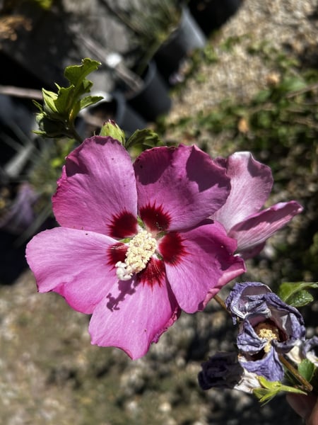 Red Pillar Rose of Sharon