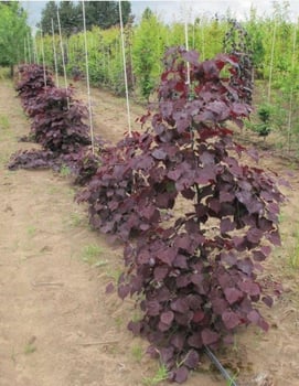 Ruby Falls Eastern Redbud