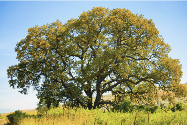 Oregon White Oak- A native tree