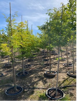 Halka™ Honeylocust 