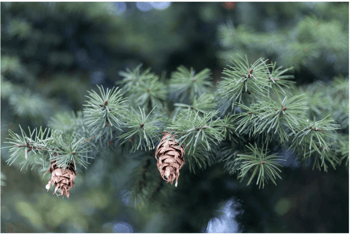 Douglas Fir- Native tree
