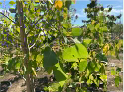 Plains Cottonwood
