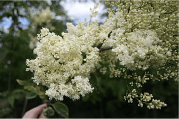 Ivory Silk Japanese Tree Lilac