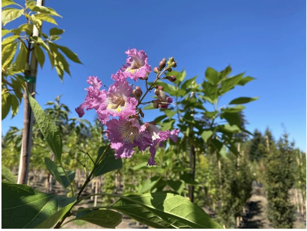 Purple flowers of the Chitalpa 'Strawberry Moon'