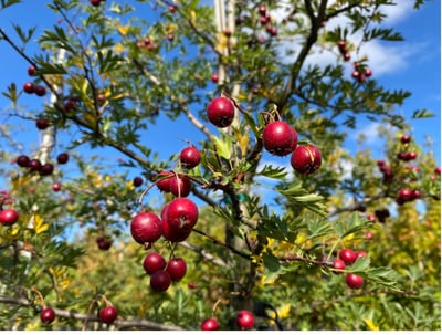 Red berries growing on Russian Hawthorn
