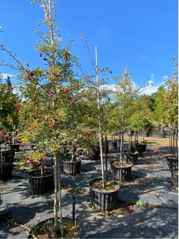 Russian Hawthorn saplings