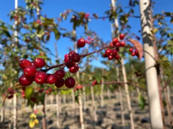 Prairiefire Crabapple sproutfree™