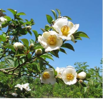 Japanese Stewartia