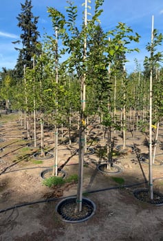 Persian Ironwood Saplings
