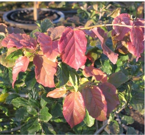 Persian Ironwood leaves close up