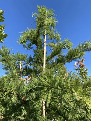 Shawnee Brave™ Bald Cypress