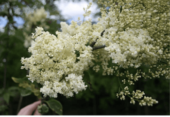 https://nursery.supertrees.com/products/ivory-silk-japanese-tree-lilac?_pos=1&_sid=ff5f8282c&_ss=r