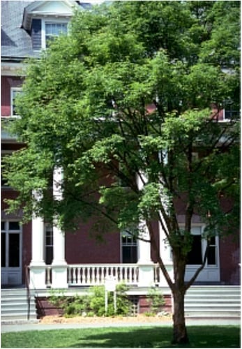 Mature paperbark maple growing in managed landscape