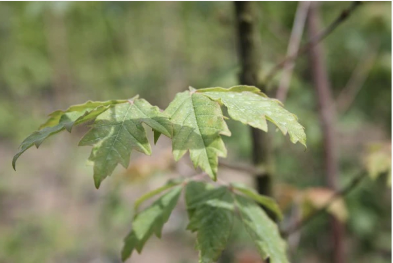 Paperbark Maple leaf close up