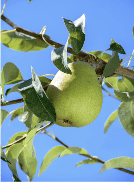 Anjou Pear Tree