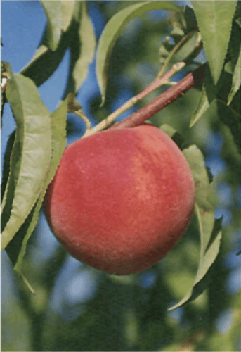 Red Haven Peach Tree