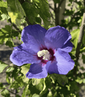 Azurri Blue Satin Rose of Sharon
