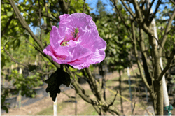 Lavender Chiffon