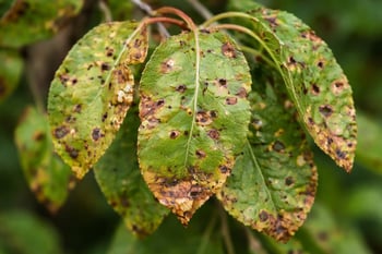 Shot hole fungus tree disease