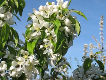 Spring Snow Fruitless Flowering Crabapple sproutfree