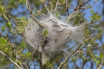 Tent Caterpillars