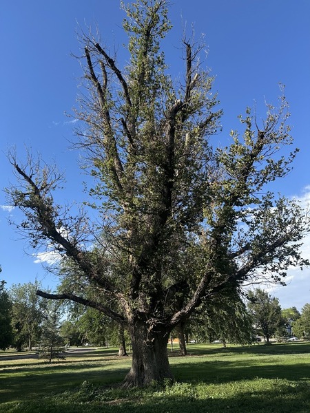 Wych Elm- Denver's Shakespeare Elm