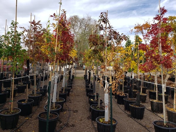 Variety of trees at the SuperTrees Nursery in the fall