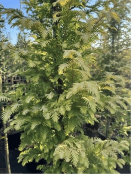 amber glow dawn redwood