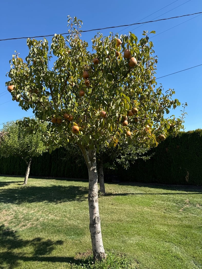 Top Drought-Tolerant Utah Trees