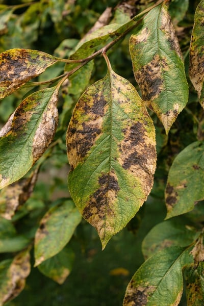 anthracnose up close